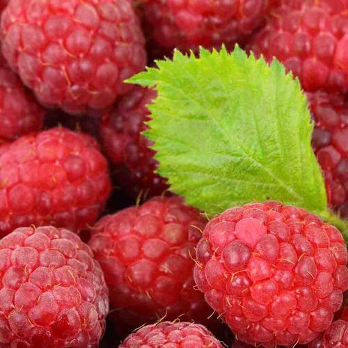 EXTRACTO DE PERFUME 73009