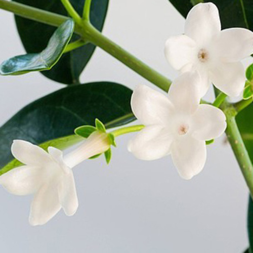 PERFUME EQUIVALENCIA 031