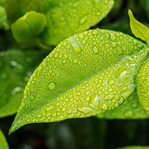 PERFUME EQUIVALENCIA 103