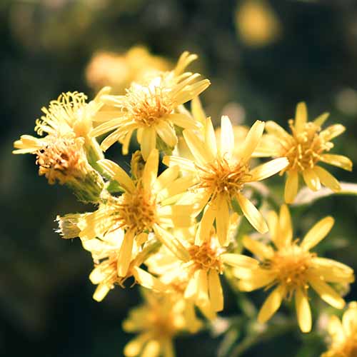 PERFUME EQUIVALENCIA 118