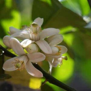 PERFUME EQUIVALENCIA 119