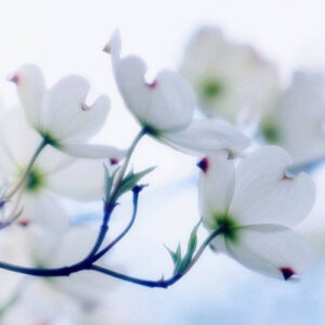 PERFUME EQUIVALENCIA 125