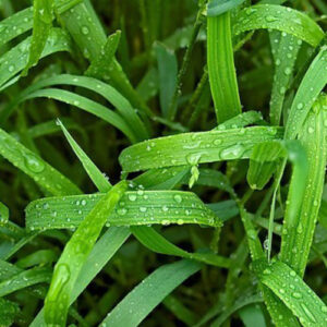 PERFUME EQUIVALENCIA 184