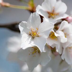 PERFUME EQUIVALENCIA 185