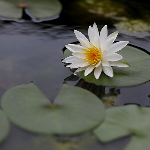 PERFUME EQUIVALENCIA 197