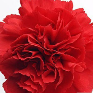 PERFUME EQUIVALENCIA 199