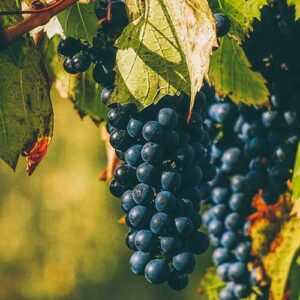 PERFUME EQUIVALENCIA 245