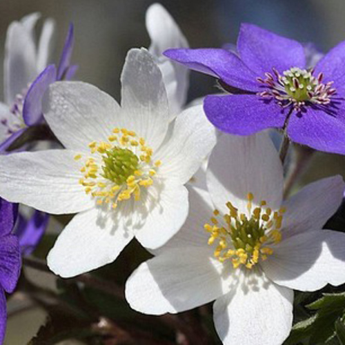 PERFUME EQUIVALENCIA 271