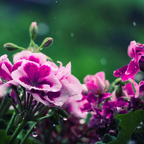 PERFUME EQUIVALENCIA 298