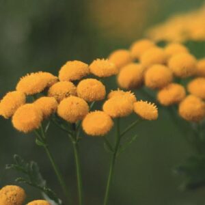 PERFUME EQUIVALENCIA 214