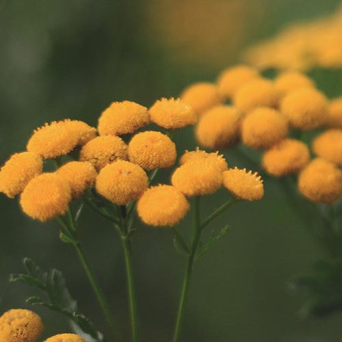 PERFUME EQUIVALENCIA 214