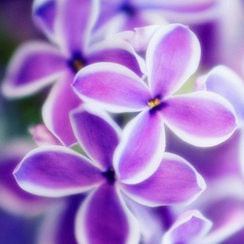 PERFUME EQUIVALENCIA 139