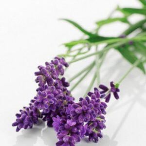 PERFUME EQUIVALENCIA 451