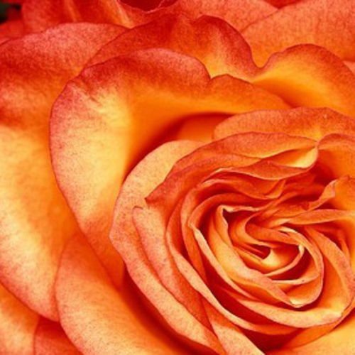 PERFUME EQUIVALENCIA 258