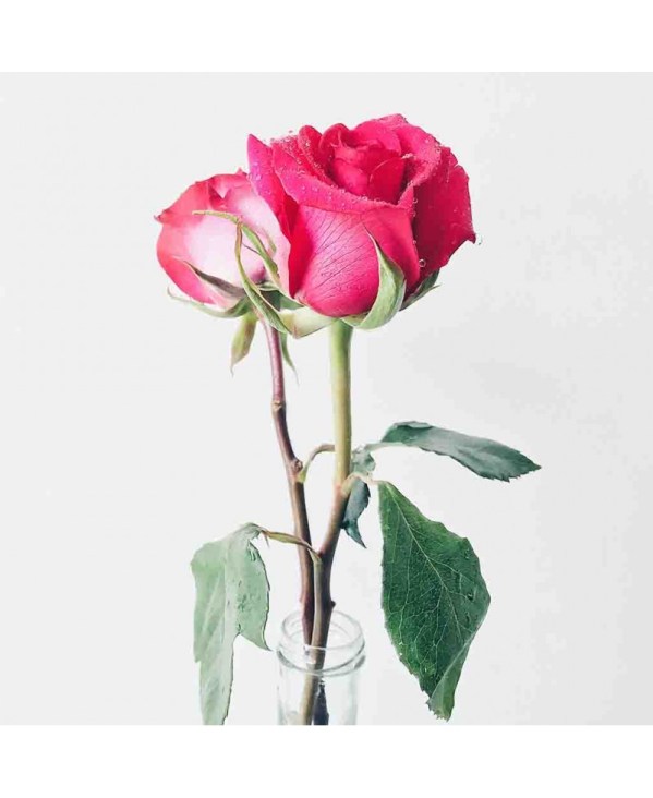 PERFUME EQUIVALENCIA 346