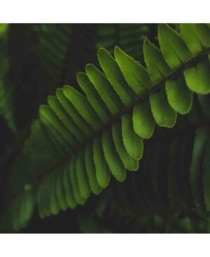 PERFUME EQUIVALENCIA 336