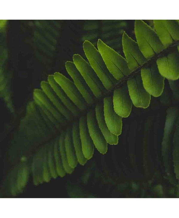 PERFUME EQUIVALENCIA 336