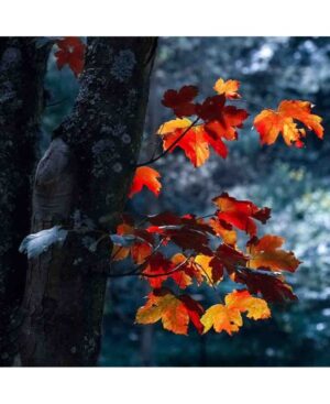 PERFUME EQUIVALENCIA 347