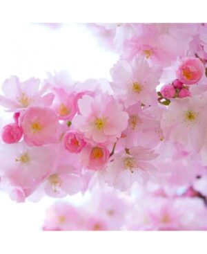 PERFUME EQUIVALENCIA 356