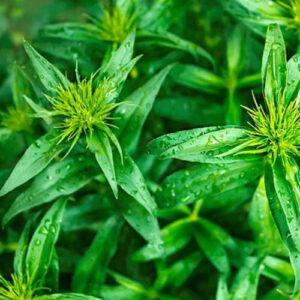 PERFUME EQUIVALENCIA 262