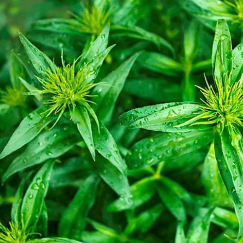 PERFUME EQUIVALENCIA 262