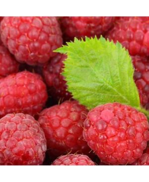 PERFUME EQUIVALENCIA 259