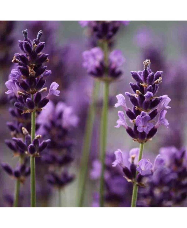 PERFUME EQUIVALENCIA 363