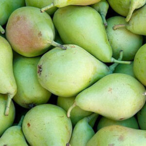 PERFUME EQUIVALENCIA 268