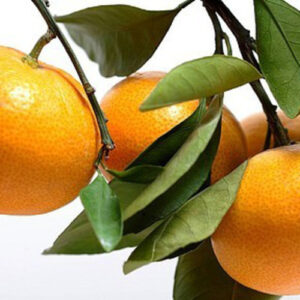 PERFUME EQUIVALENCIA 270