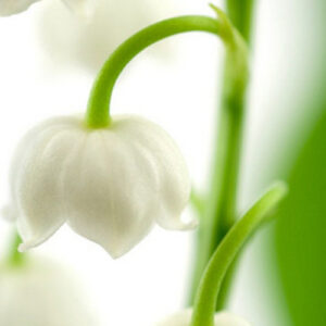 PERFUME EQUIVALENCIA 269