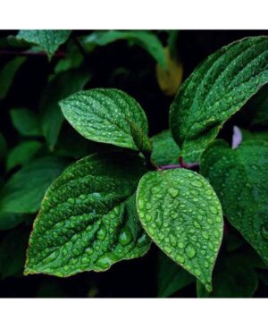 PERFUME EQUIVALENCIA 378