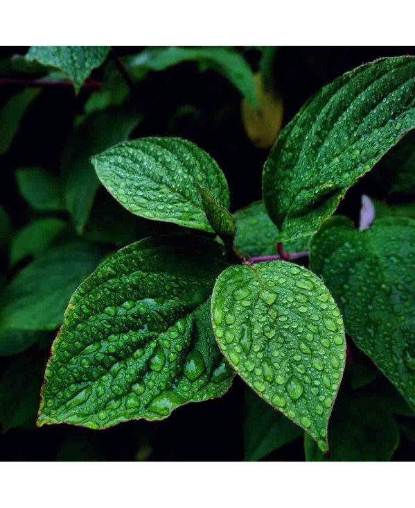 PERFUME EQUIVALENCIA 378