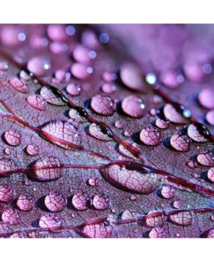 PERFUME EQUIVALENCIA 377