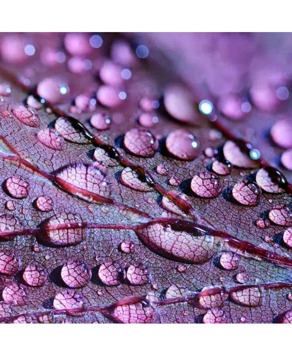 PERFUME EQUIVALENCIA 377