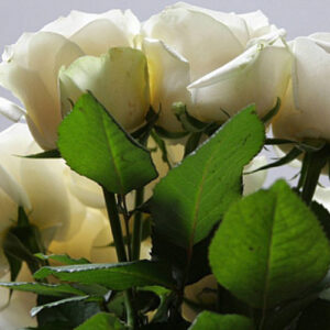 PERFUME EQUIVALENCIA 276