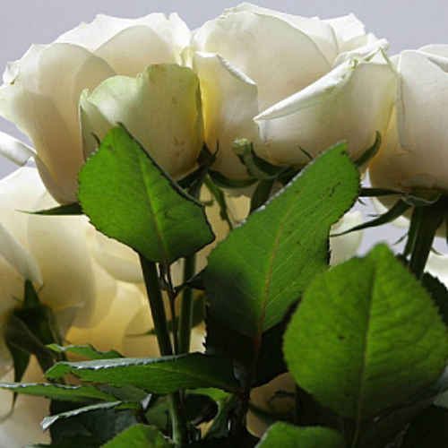 PERFUME EQUIVALENCIA 276