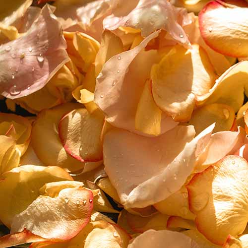 PERFUME EQUIVALENCIA 279