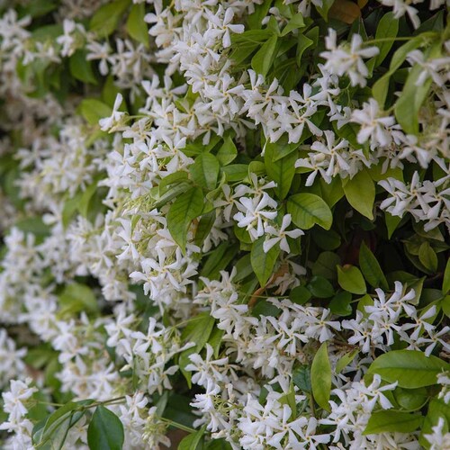 PERFUME EQUIVALENCIA 287