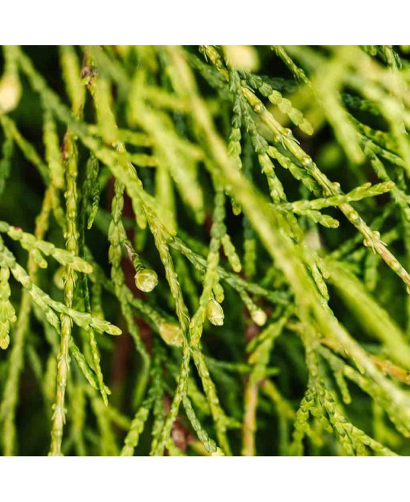 PERFUME EQUIVALENCIA 385