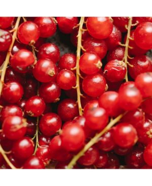 PERFUME EQUIVALENCIA 384