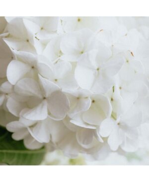 PERFUME EQUIVALENCIA 390