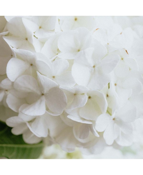 PERFUME EQUIVALENCIA 390