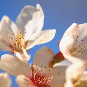 PERFUME EQUIVALENCIA 299