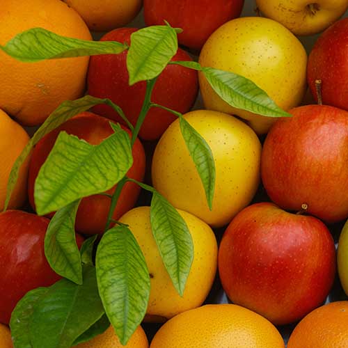 PERFUME EQUIVALENCIA 331