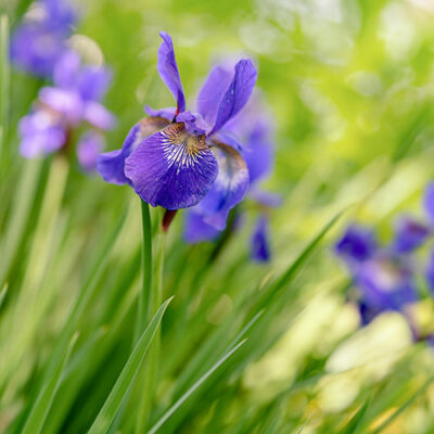 PERFUME EQUIVALENCIA 303