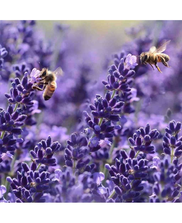 PERFUME EQUIVALENCIA 395