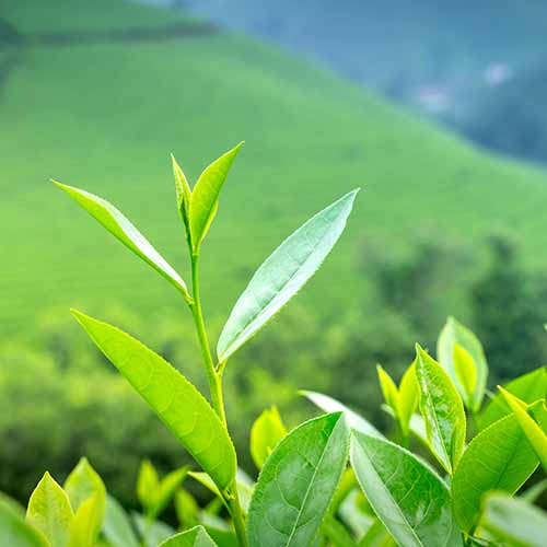 PERFUME EQUIVALENCIA 317