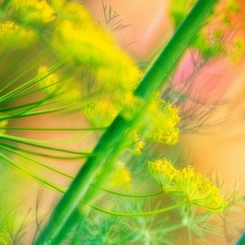 PERFUME EQUIVALENCIA 326