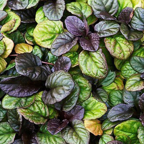 PERFUME EQUIVALENCIA 328