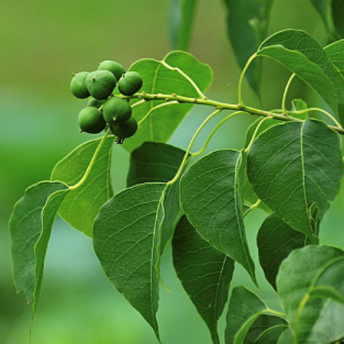 PERFUME EQUIVALENCIA 329